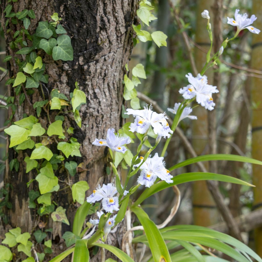 Iris japonica - Gefranste Schwertlilie