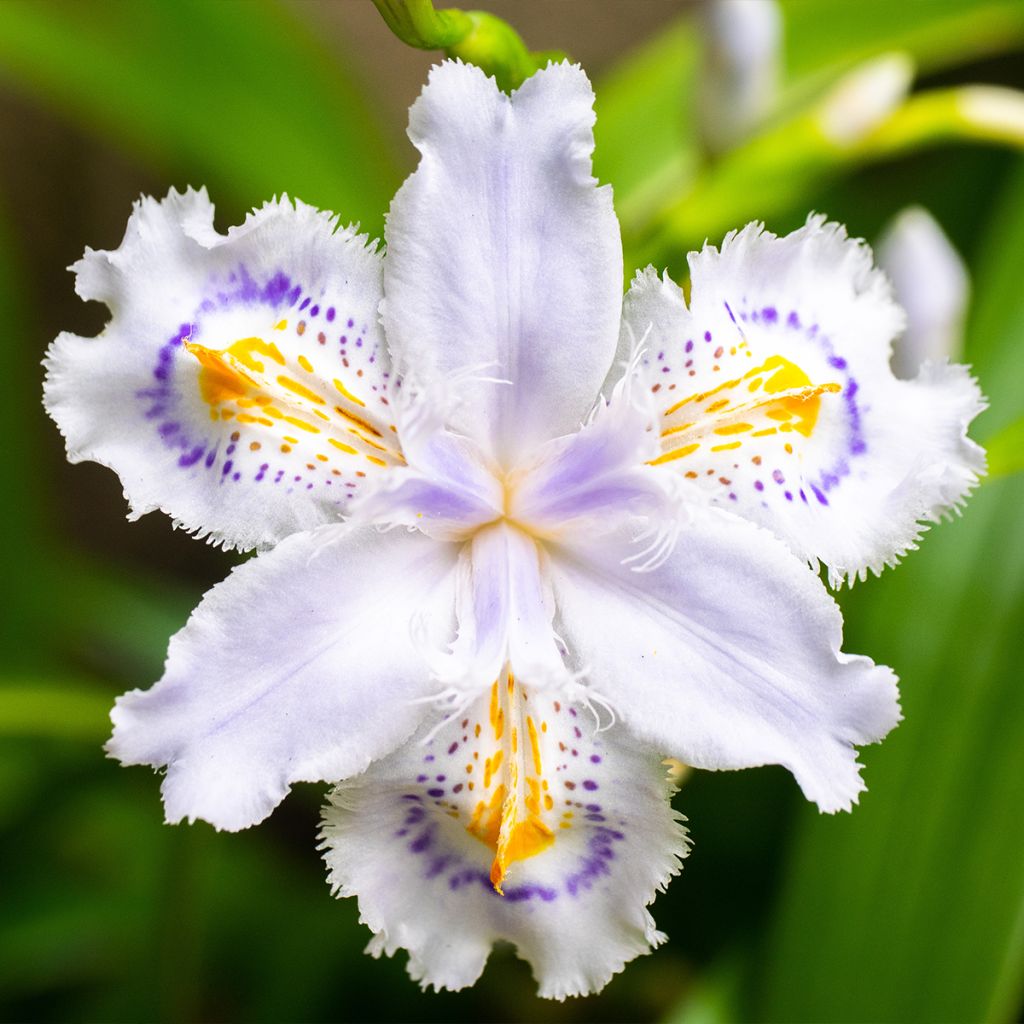 Iris japonica - Gefranste Schwertlilie