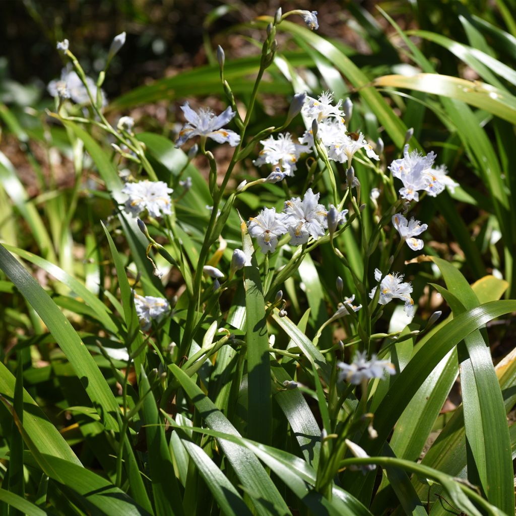 Iris japonica - Gefranste Schwertlilie