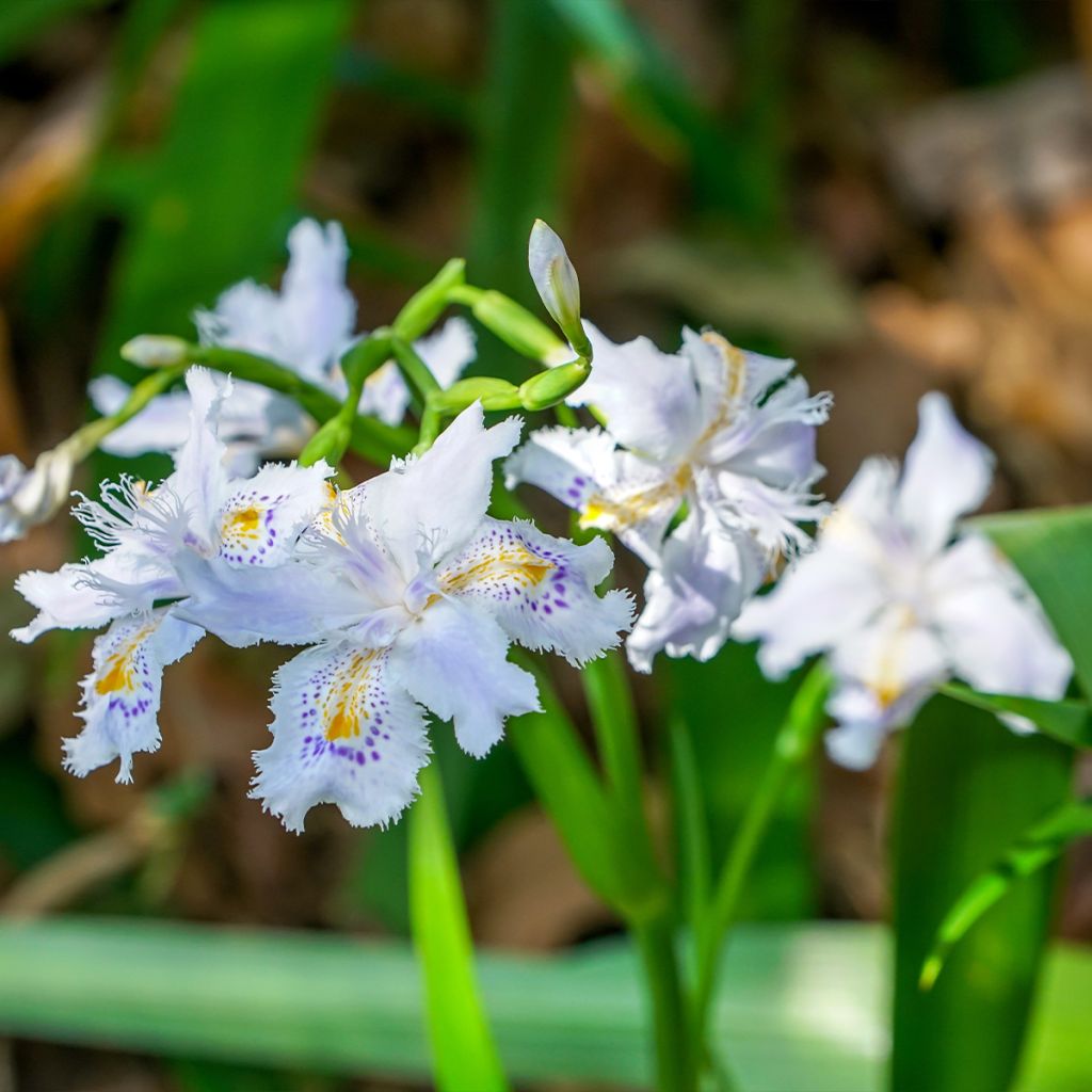 Iris japonica - Gefranste Schwertlilie