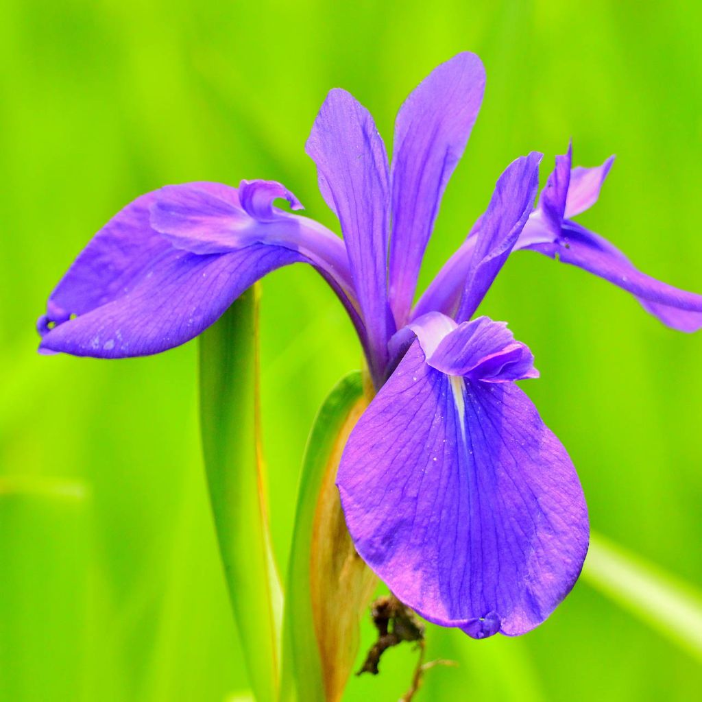 Iris laevigata - Asiatische Sumpf-Schwertlilie