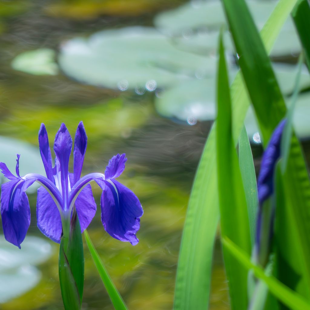 Iris laevigata - Asiatische Sumpf-Schwertlilie