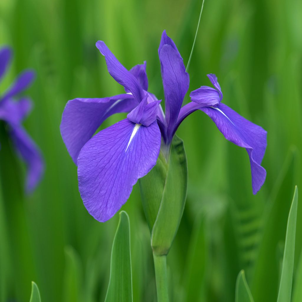 Iris laevigata - Asiatische Sumpf-Schwertlilie