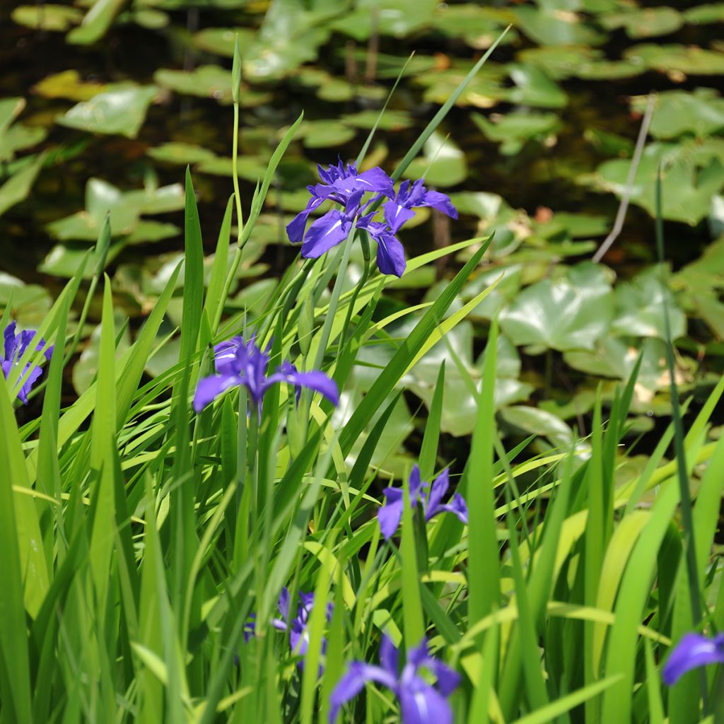 Iris laevigata - Asiatische Sumpf-Schwertlilie