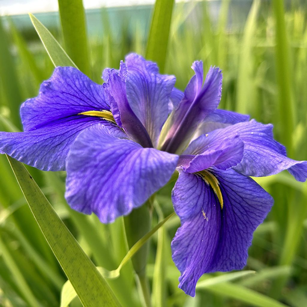 Iris laevigata Latour Marliac - Asiatische Sumpf-Schwertlilie