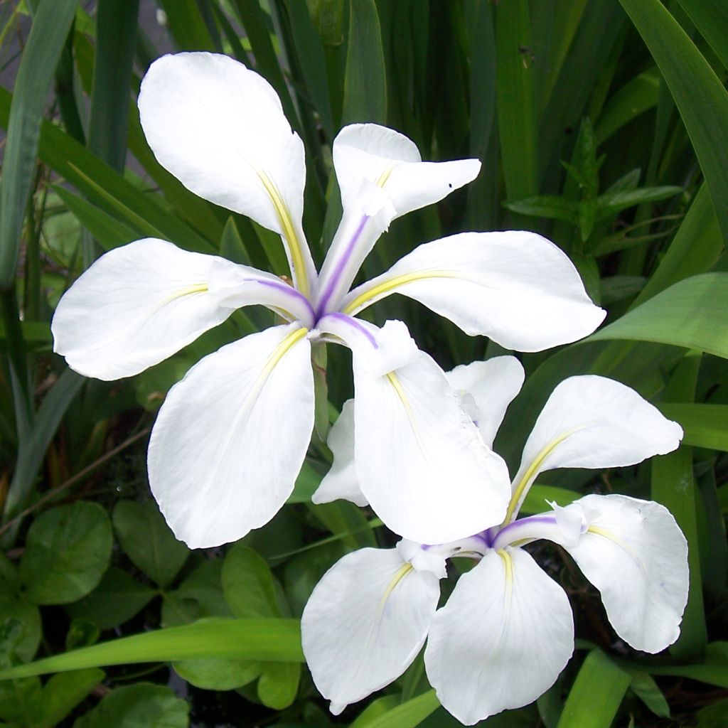 Iris laevigata Snowdrift - Asiatische Sumpf-Schwertlilie