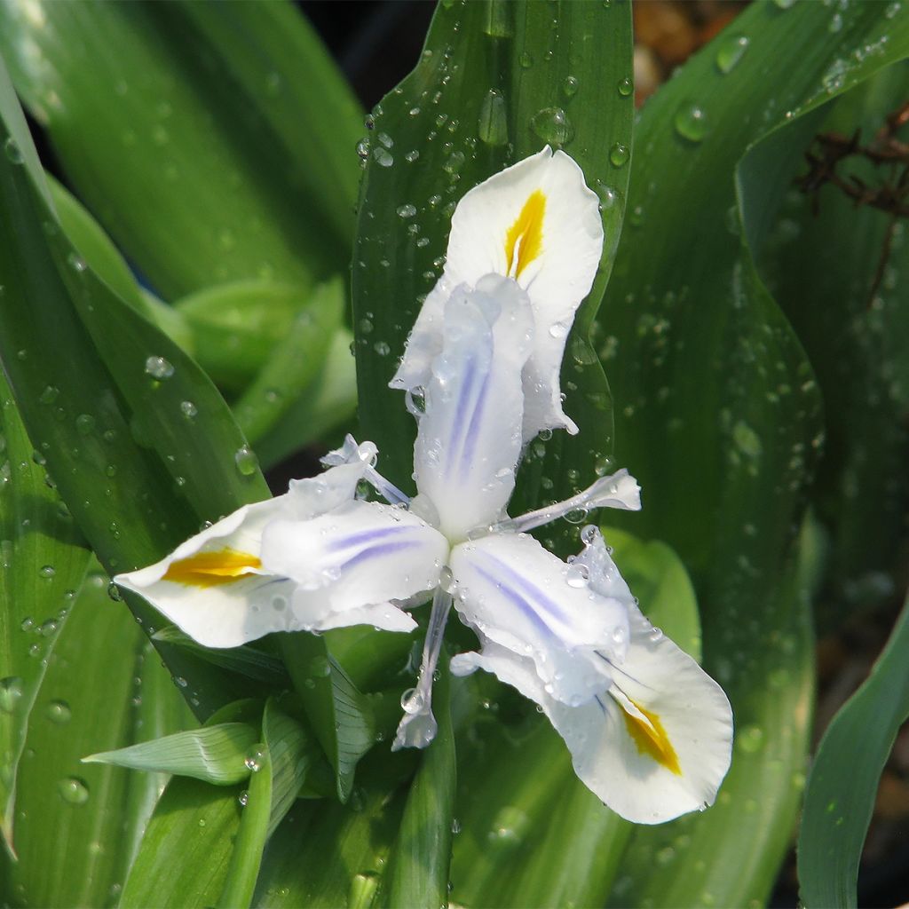 Iris magnifica alba - Großartige Schwertlilie