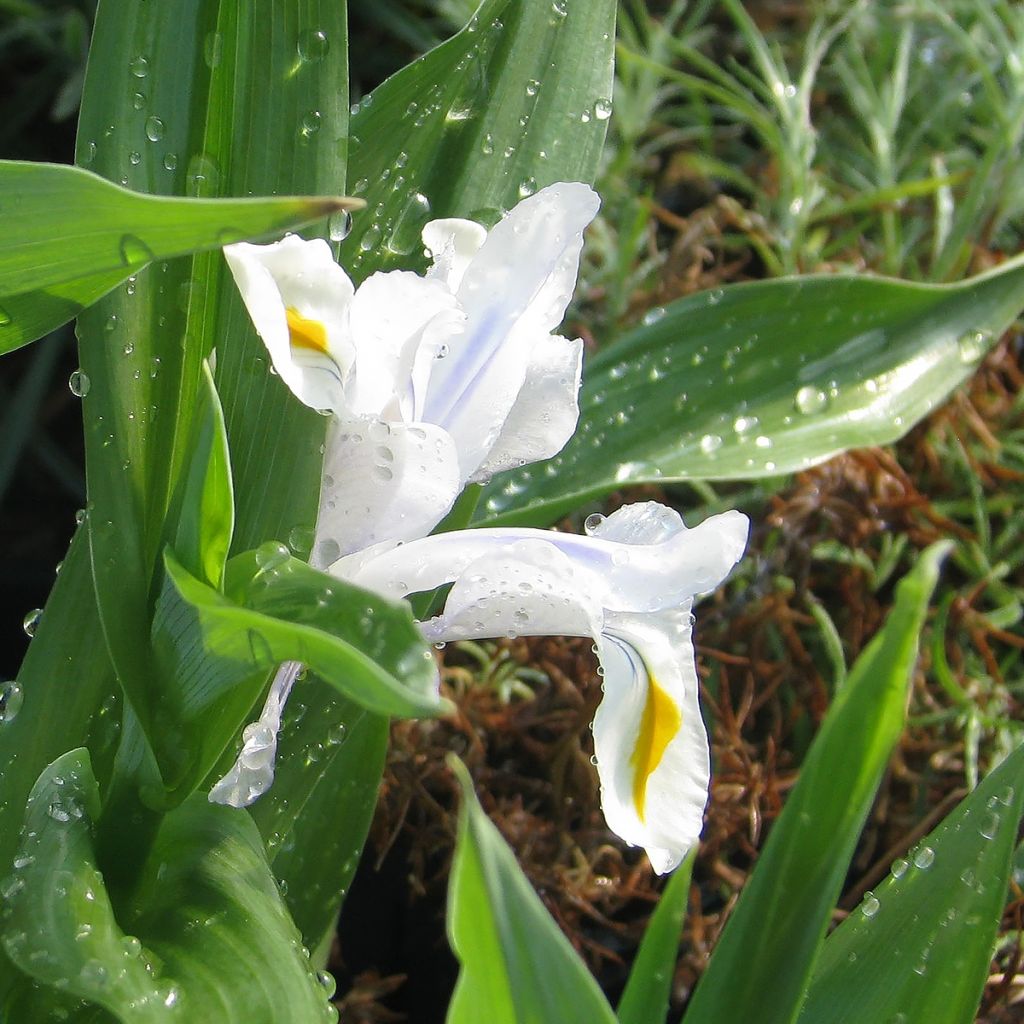 Iris magnifica alba - Iris majestueux