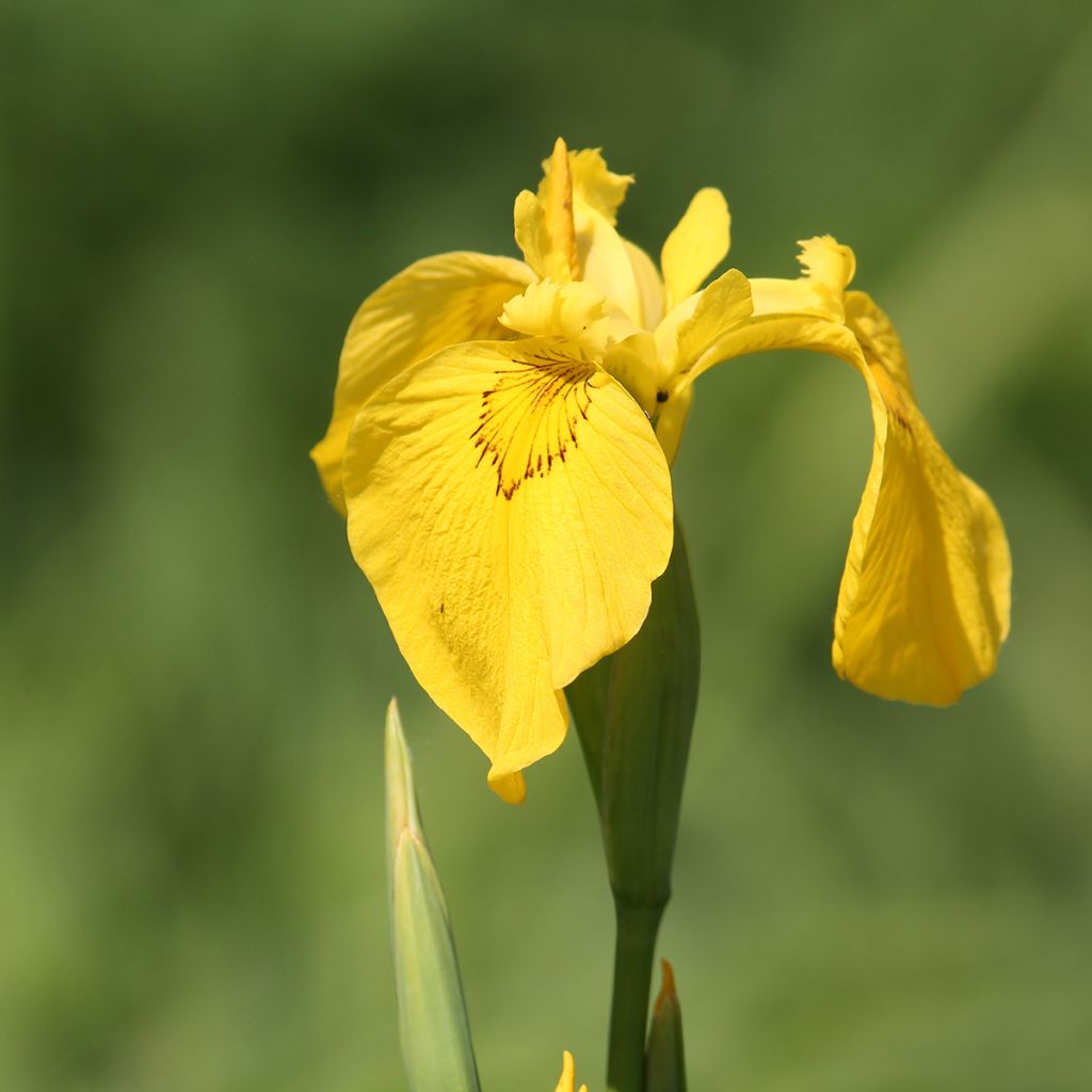 Iris pseudacorus - Gelbe Sumpf-Schwertlilie