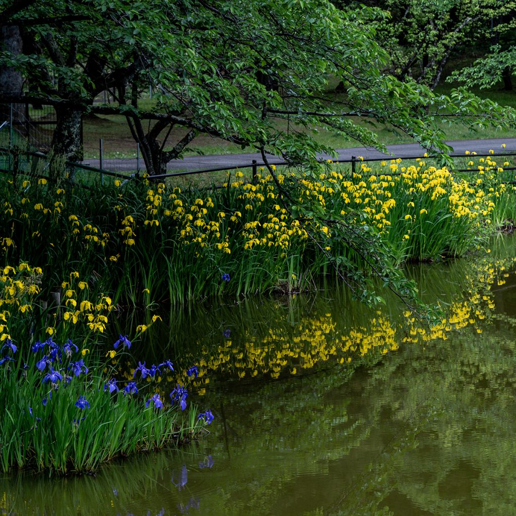 Iris pseudacorus - Gelbe Sumpf-Schwertlilie