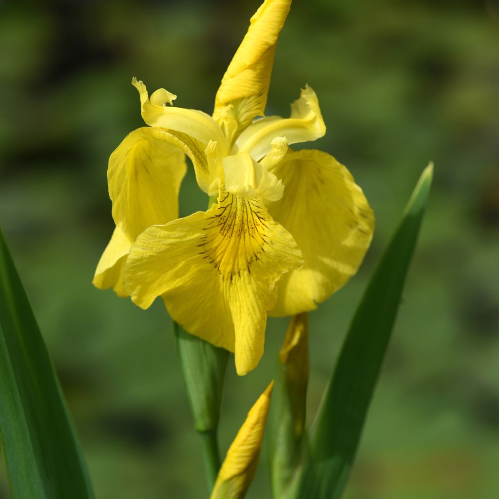 Iris pseudacorus - Gelbe Sumpf-Schwertlilie