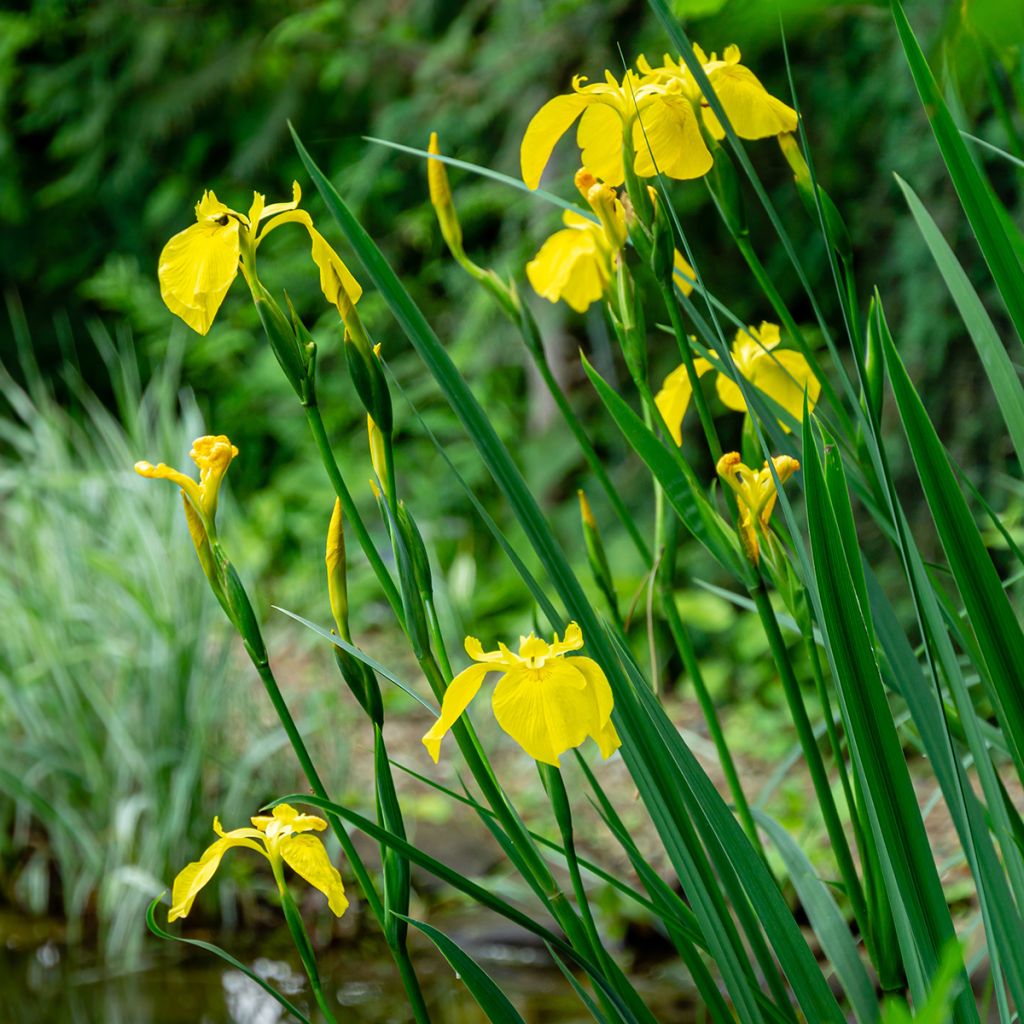 Iris pseudacorus - Gelbe Sumpf-Schwertlilie