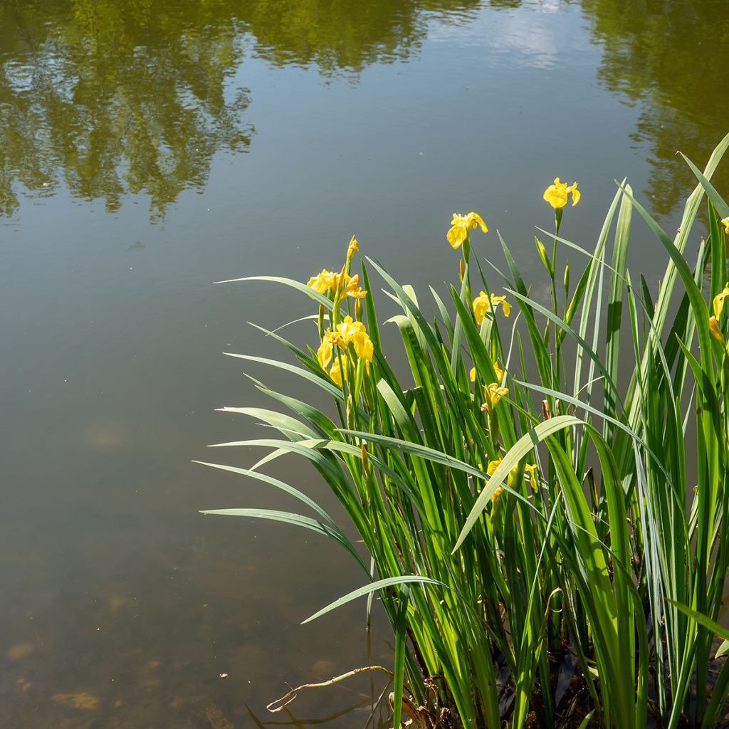 Iris pseudacorus - Gelbe Sumpf-Schwertlilie