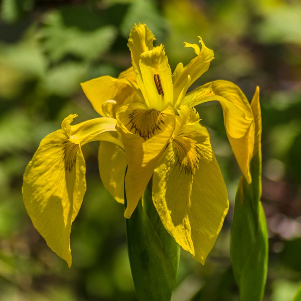 Iris pseudacorus Plena - Gelbe Sumpf-Schwertlilie