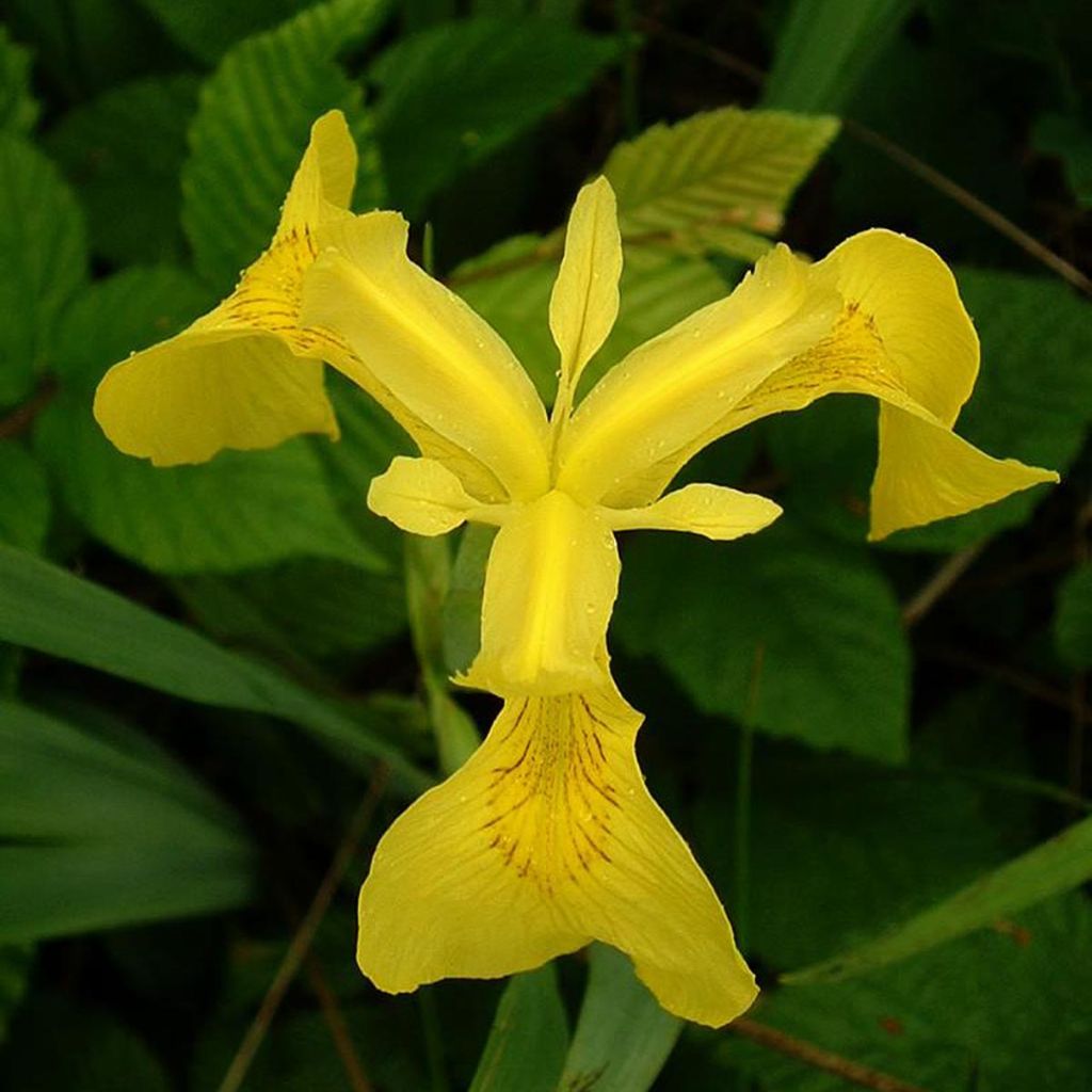 Iris pseudacorus - Iris des marais