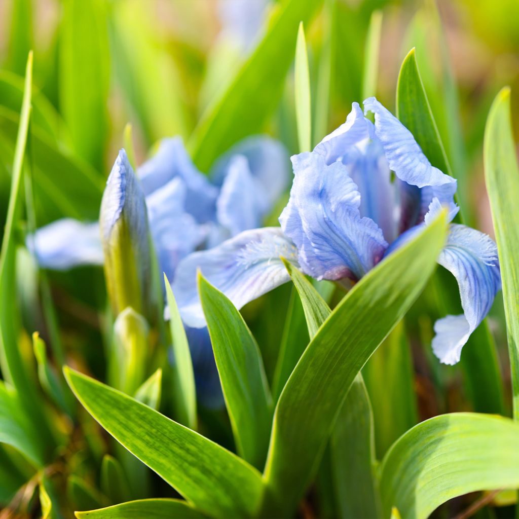 Iris pumila Azurea - Kleine Schwertlilie