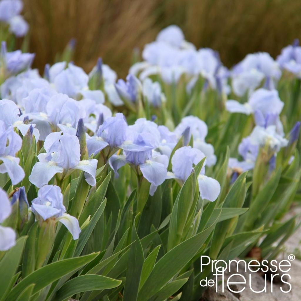 Iris pumila Blue Denim - Kleine Schwertlilie