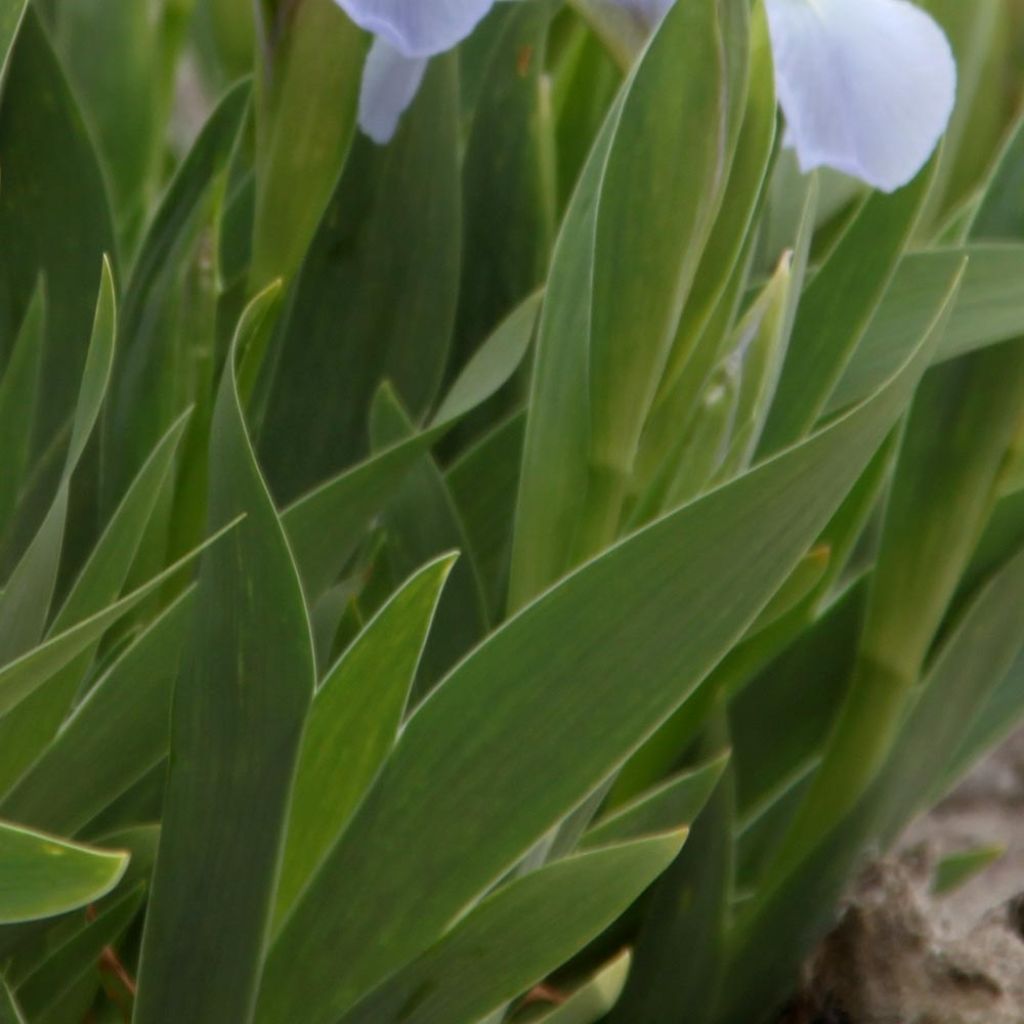 Iris pumila Blue Denim - Iris des Jardins nain