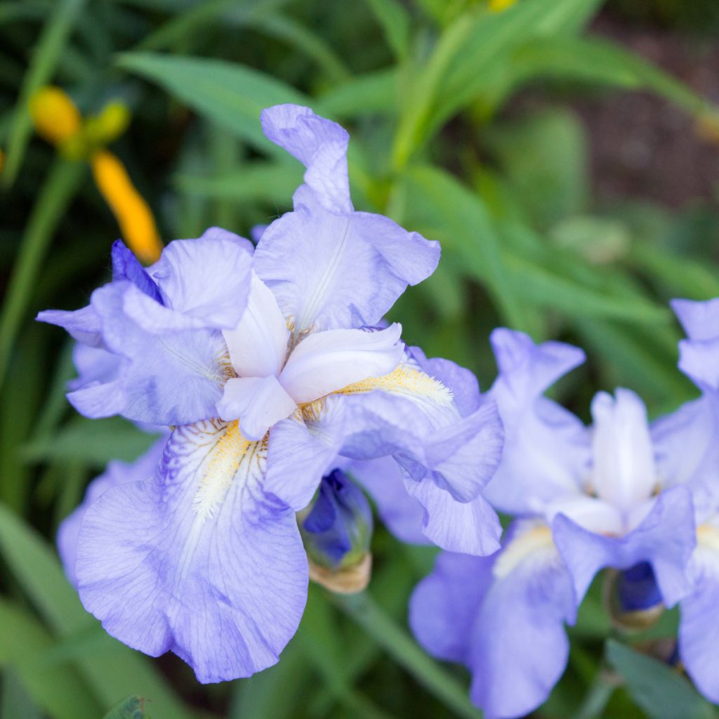 Iris pumila Blue Denim - Kleine Schwertlilie