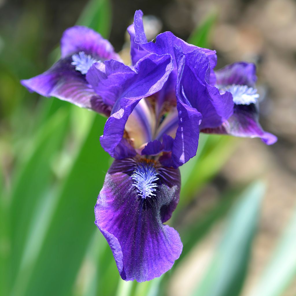 Iris pumila Brannigan - Kleine Schwertlilie