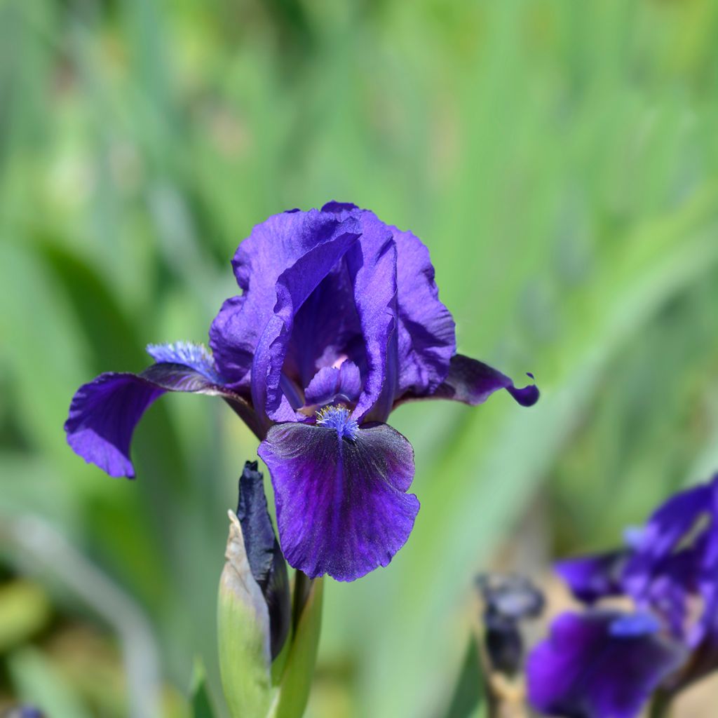 Iris pumila Brannigan - Kleine Schwertlilie