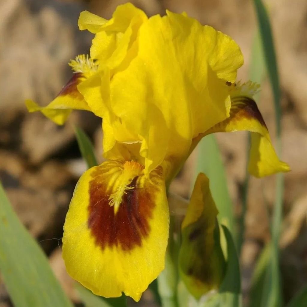 Iris pumila Curio - Kleine Schwertlilie