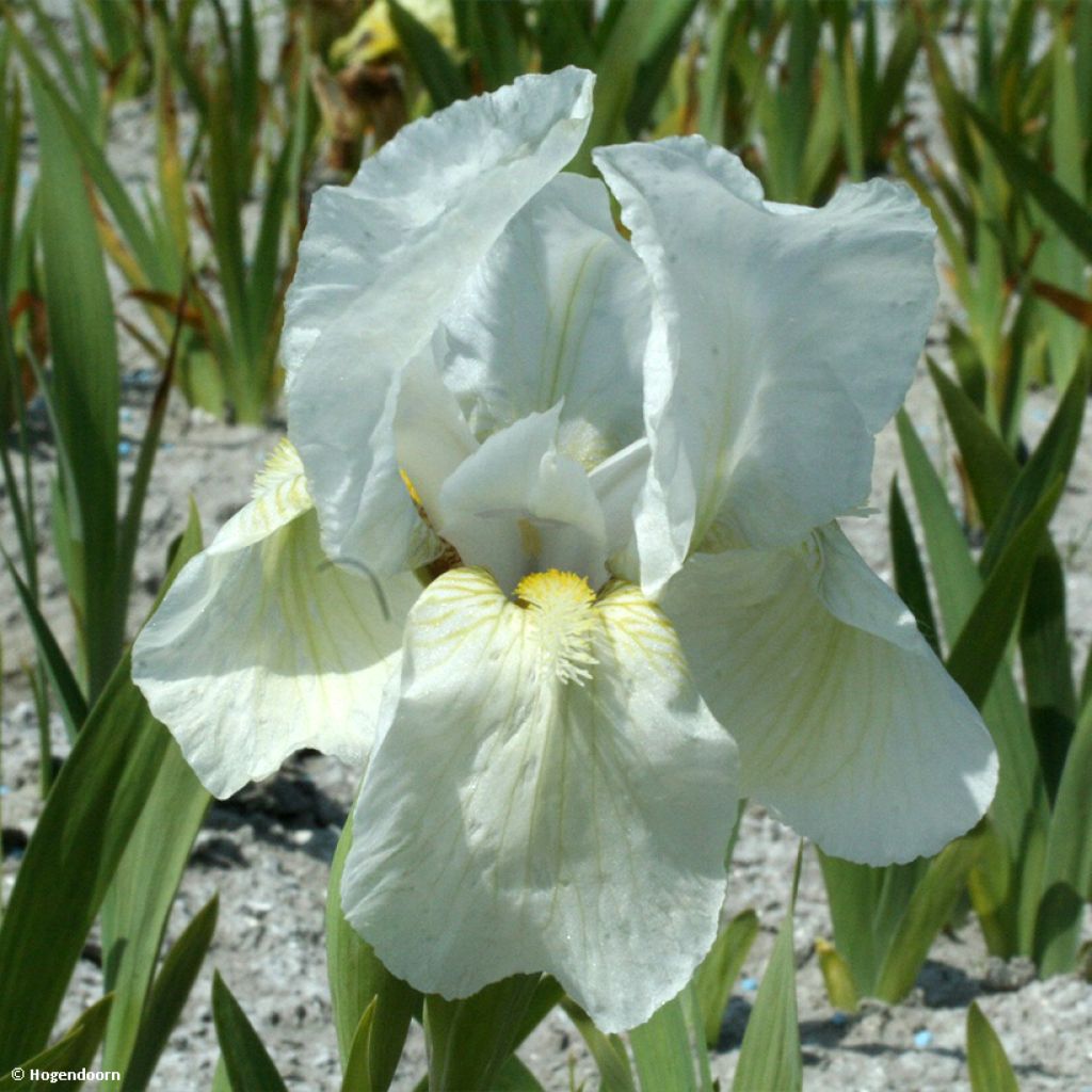 Iris pumila Dream Stuff - Kleine Schwertlilie