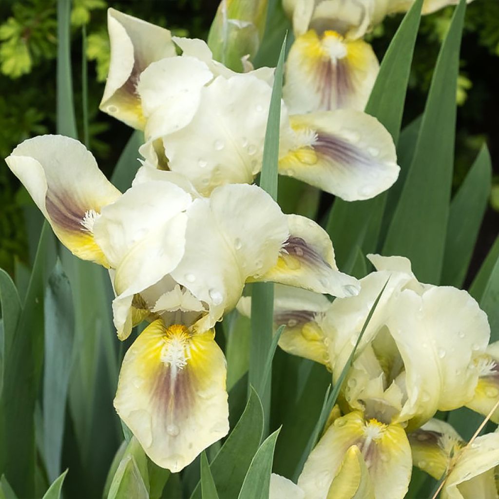 Iris pumila Green Spot - Kleine Schwertlilie