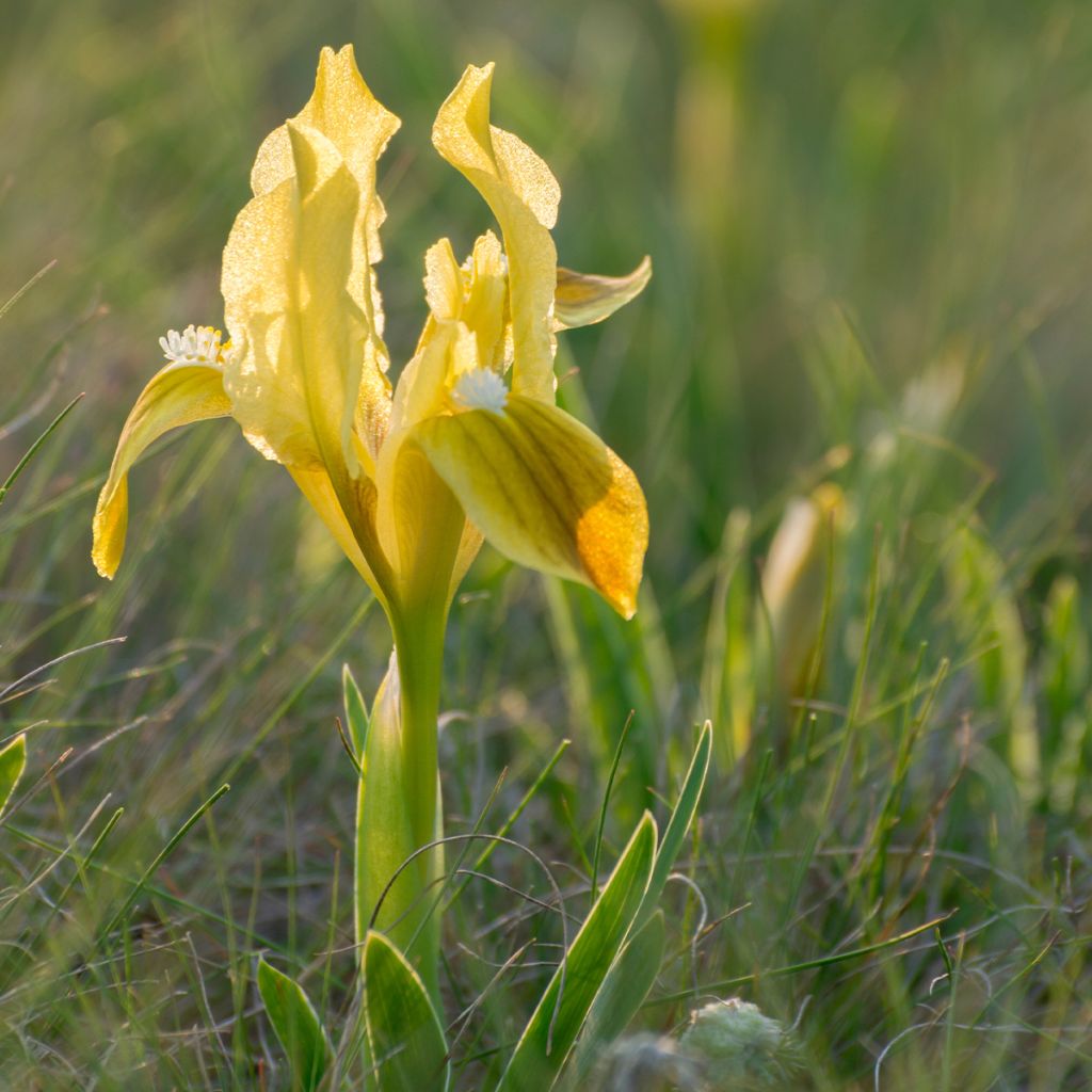 Iris pumila Yellow - Kleine Schwertlilie