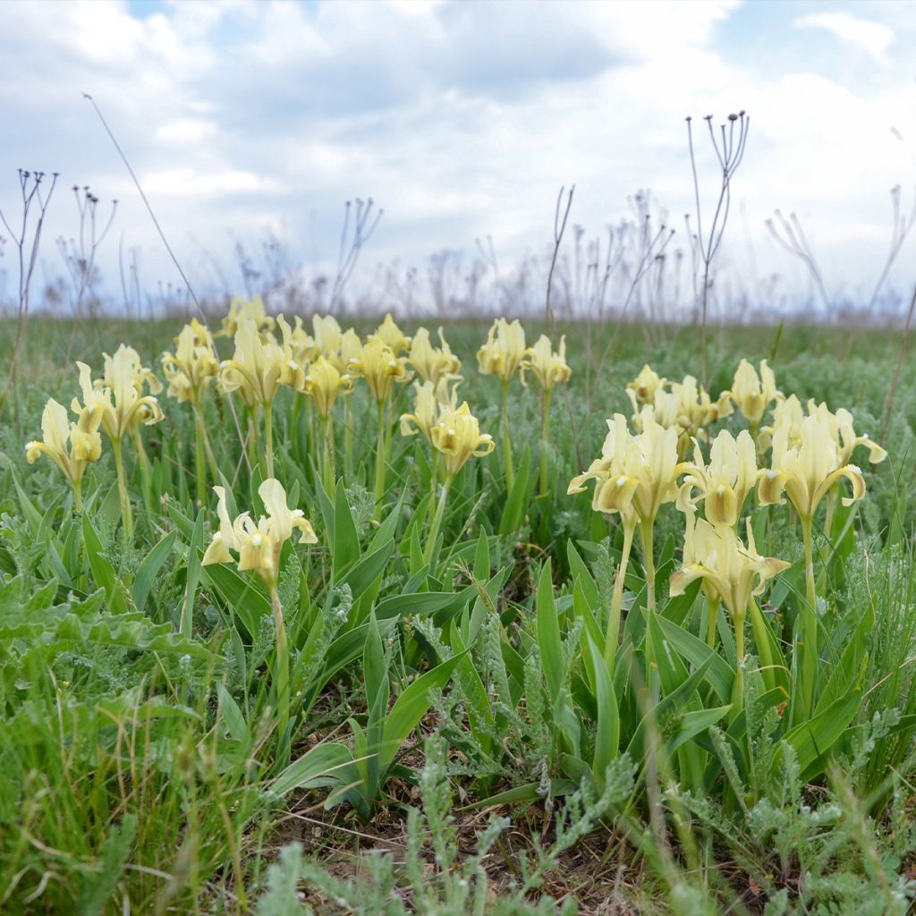 Iris pumila Jaune - Iris nain