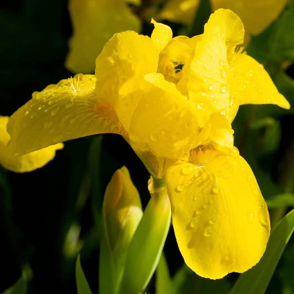 Iris pumila Brassie - Kleine Schwertlilie