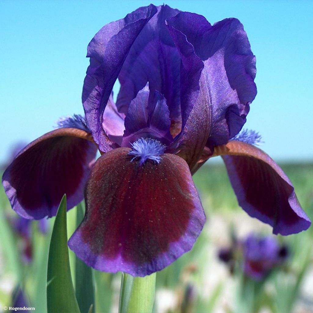 Iris pumila Daring Do - Iris nain ou de rocaille