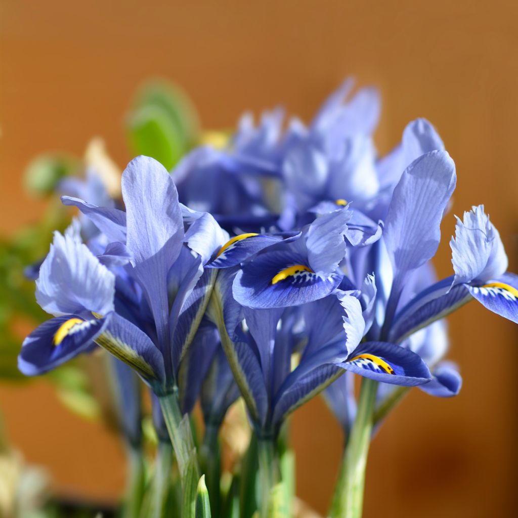 Iris reticulata Alida - Iris réticulé