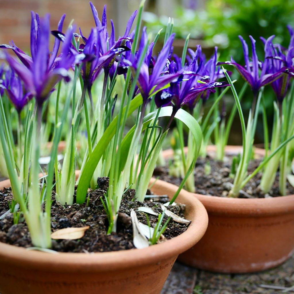 Iris reticulata Blue Note - Netzblatt-Schwertlilie