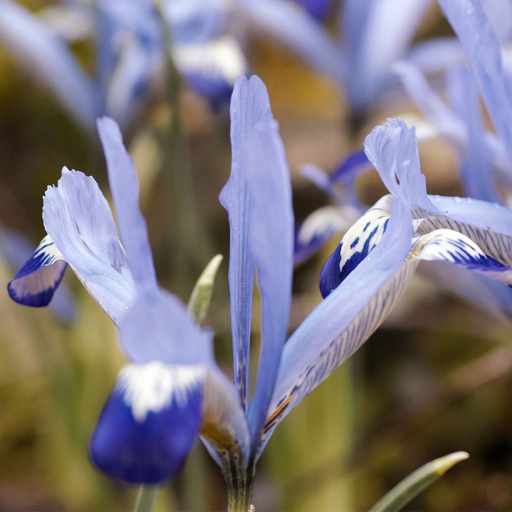 Iris reticulata Clairette - Netzblatt-Schwertlilie