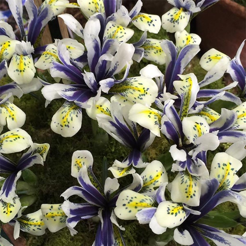 Iris reticulata Eyecatcher - Netzblatt-Schwertlilie