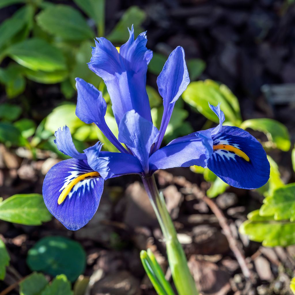 Iris reticulata Harmony - Netzblatt-Schwertlilie