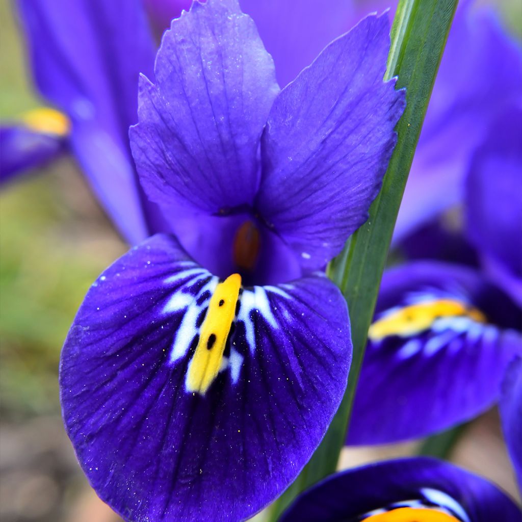 Iris reticulata Harmony