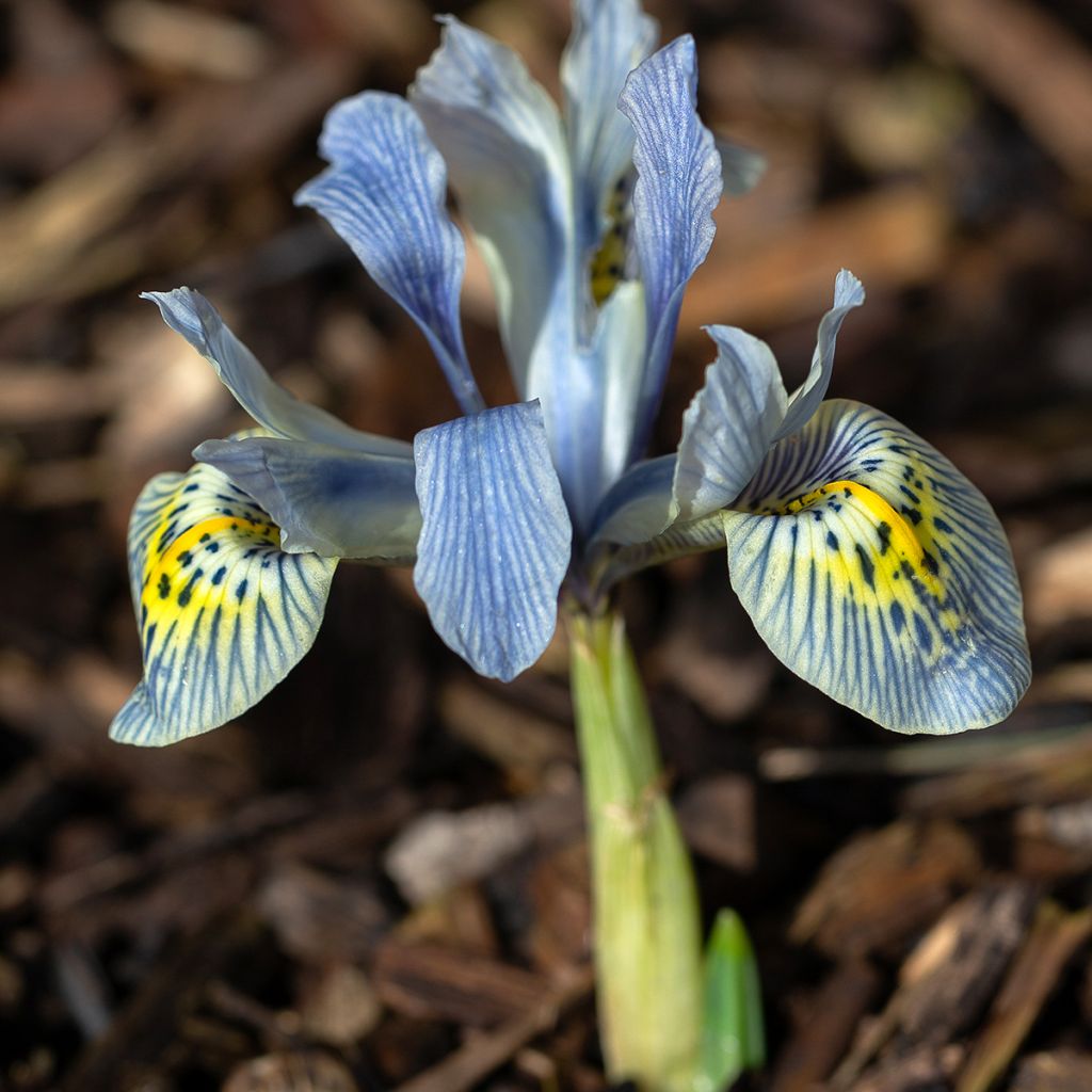 Iris reticulata Katharina Hodgkin - Netzblatt-Schwertlilie