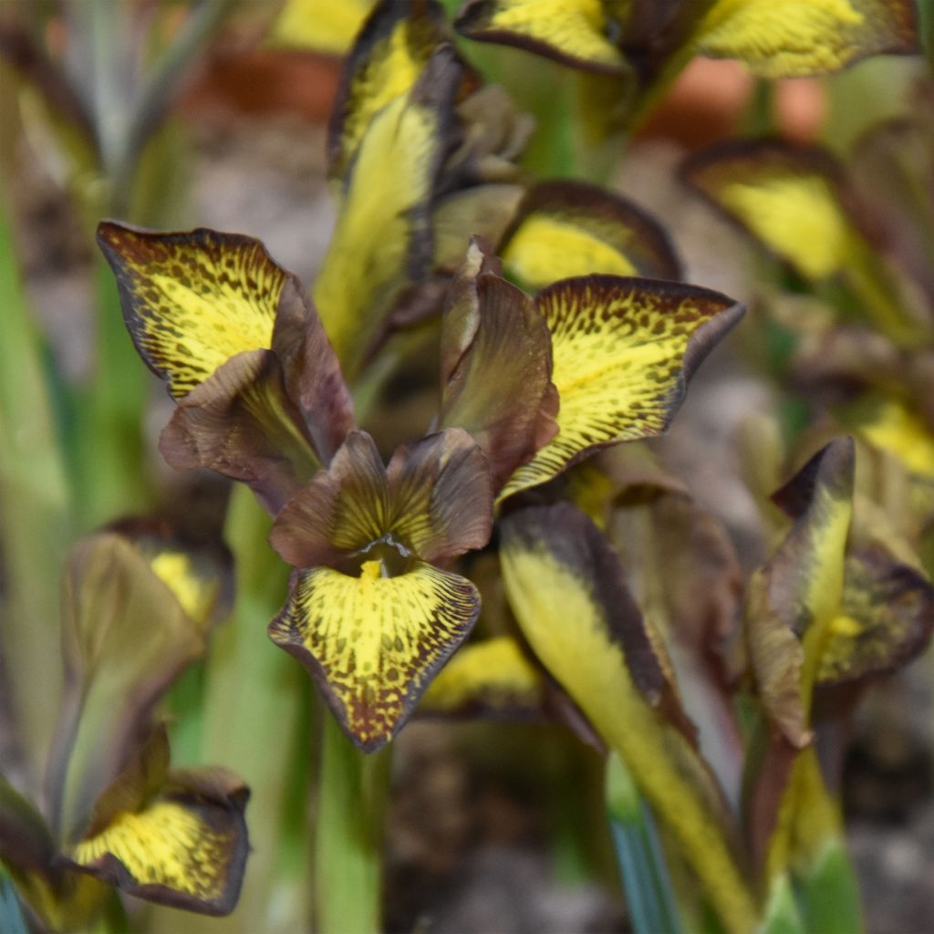 Iris reticulata Mars Landing - Netzblatt-Schwertlilie