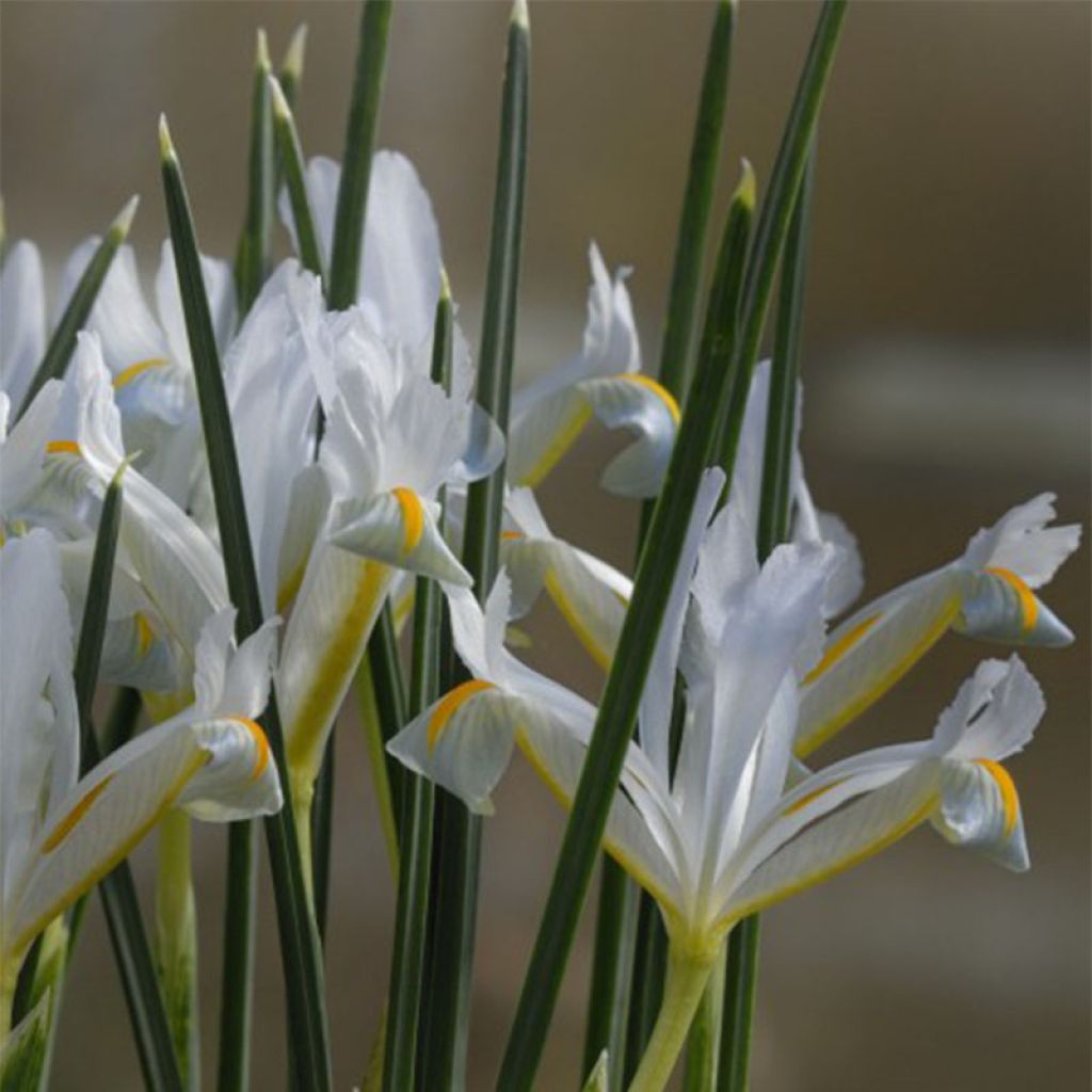 Iris reticulata Natascha - Netzblatt-Schwertlilie