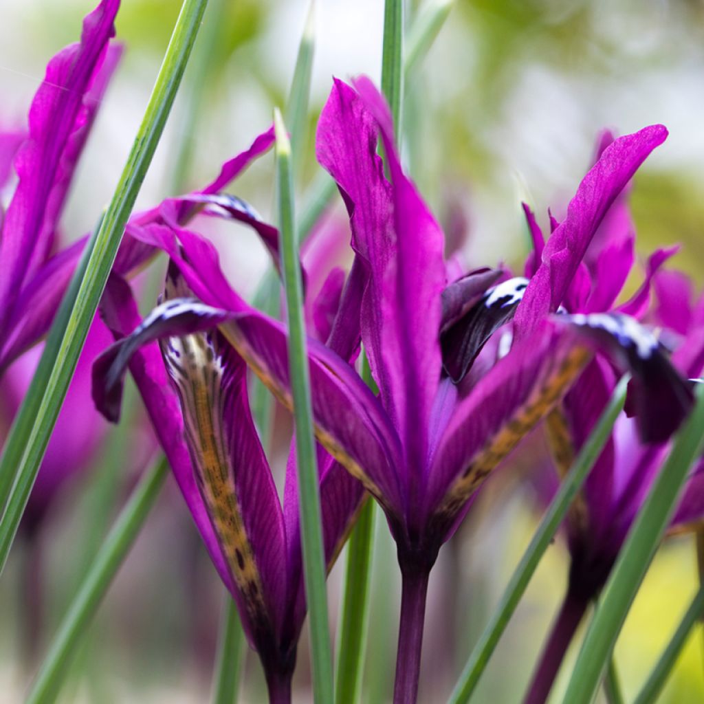 Iris reticulata Pauline - Iris réticulé