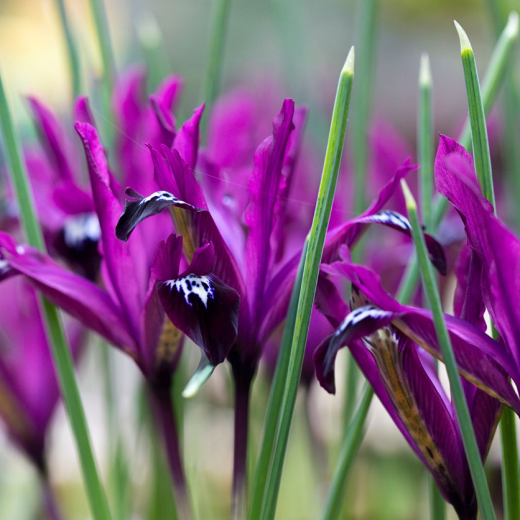 Iris reticulata Pauline - Iris réticulé