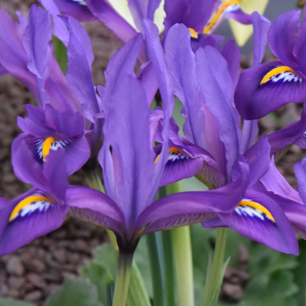 Iris reticulata Scent Sational - Iris réticulé