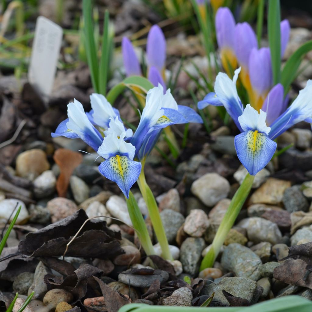 Iris reticulata Sea Breeze - Netzblatt-Schwertlilie