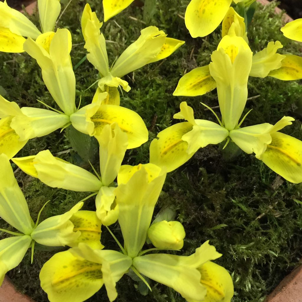 Iris reticulata Sunshine - Netzblatt-Schwertlilie