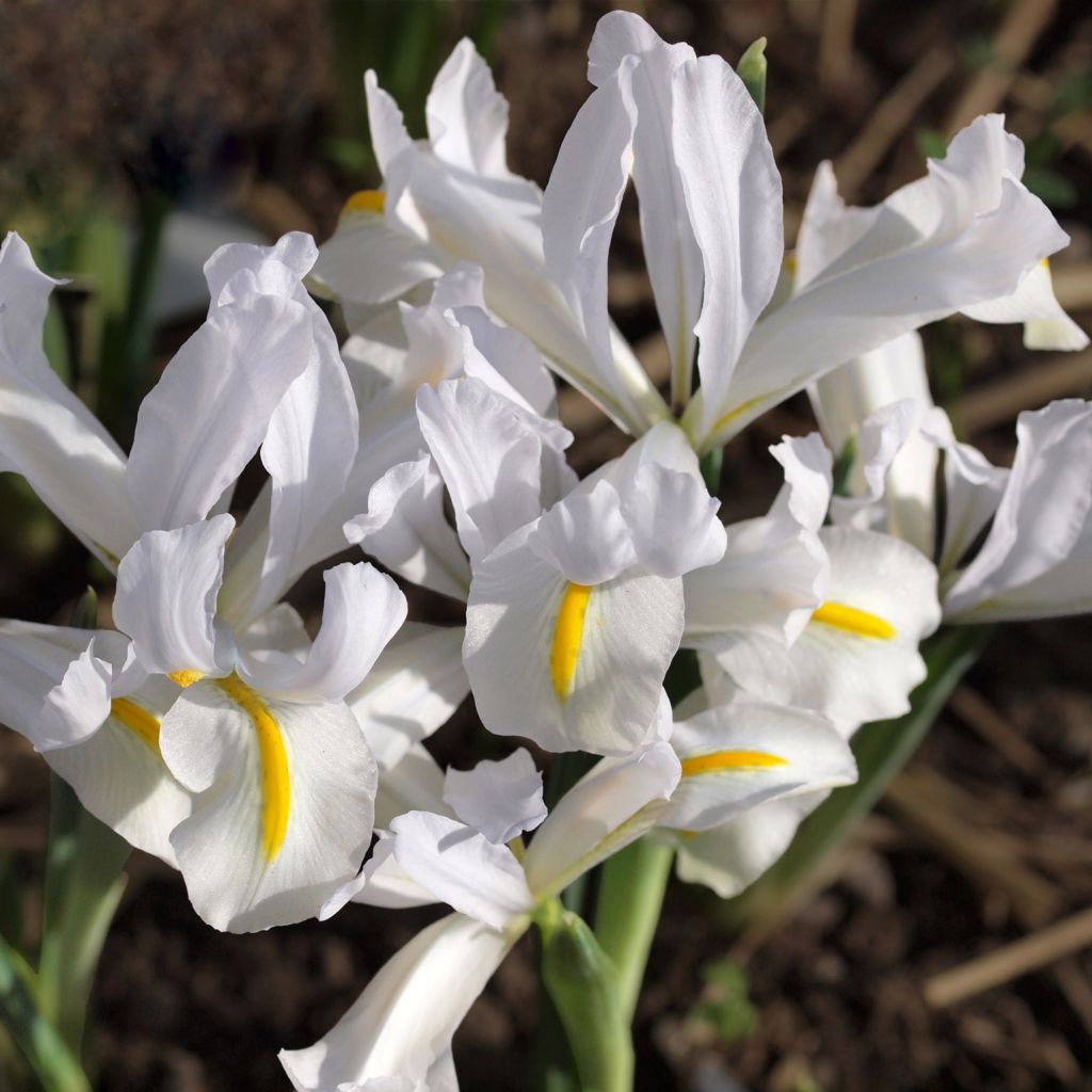 Iris reticulata White Caucasus - Netzblatt-Schwertlilie