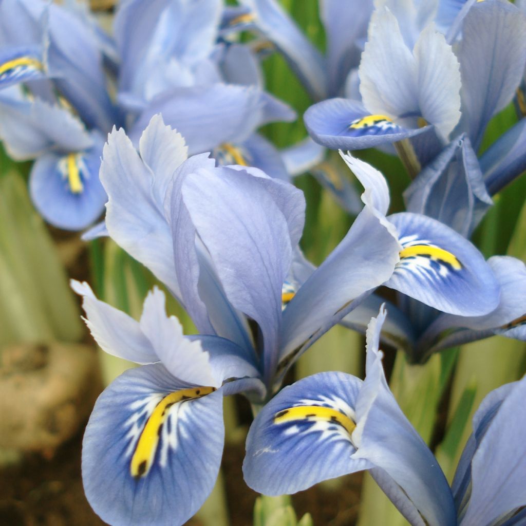 Iris reticulata Blue Planet - Netzblatt-Schwertlilie