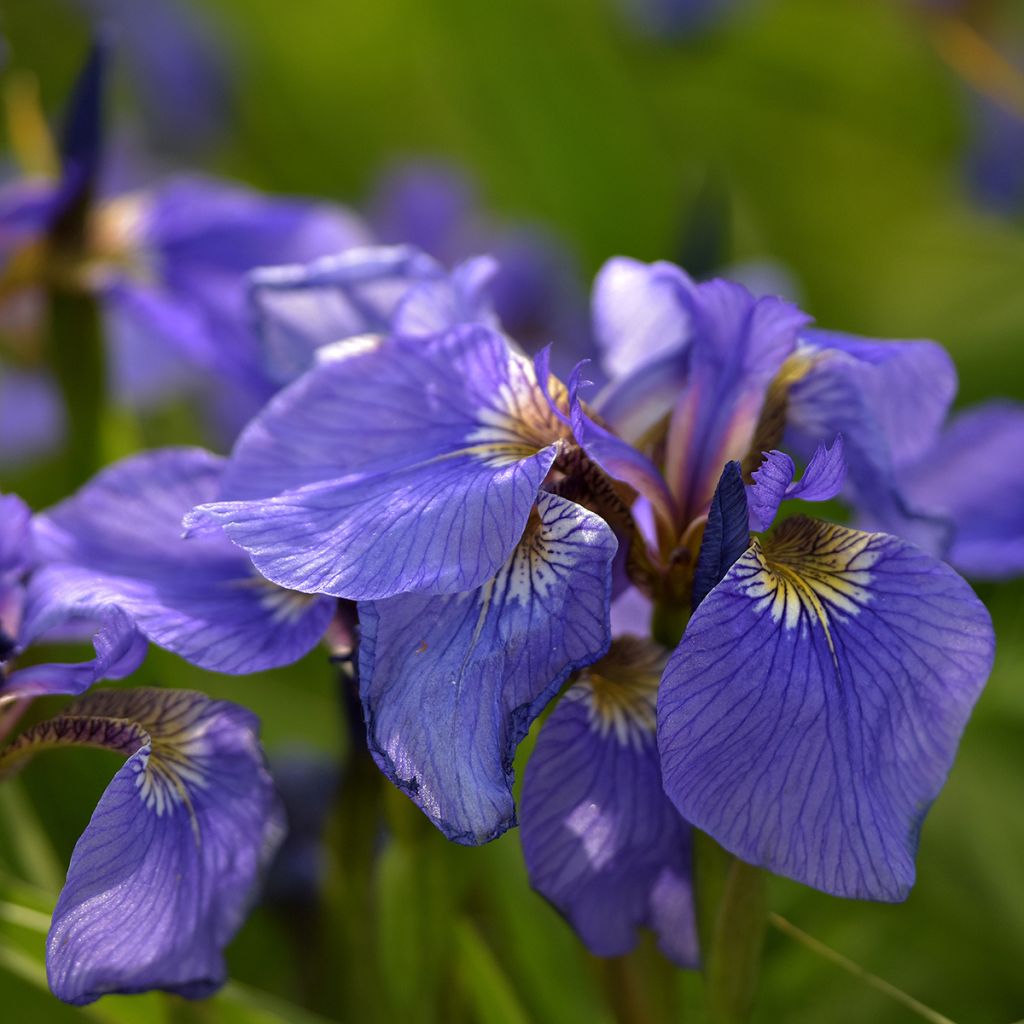 Iris setosa - Borsten-Schwertlilie