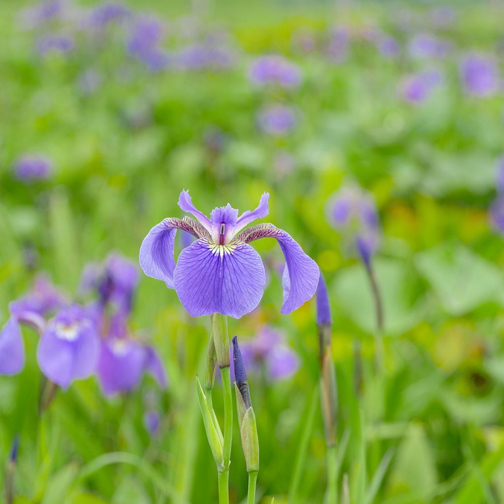 Iris setosa - Borsten-Schwertlilie